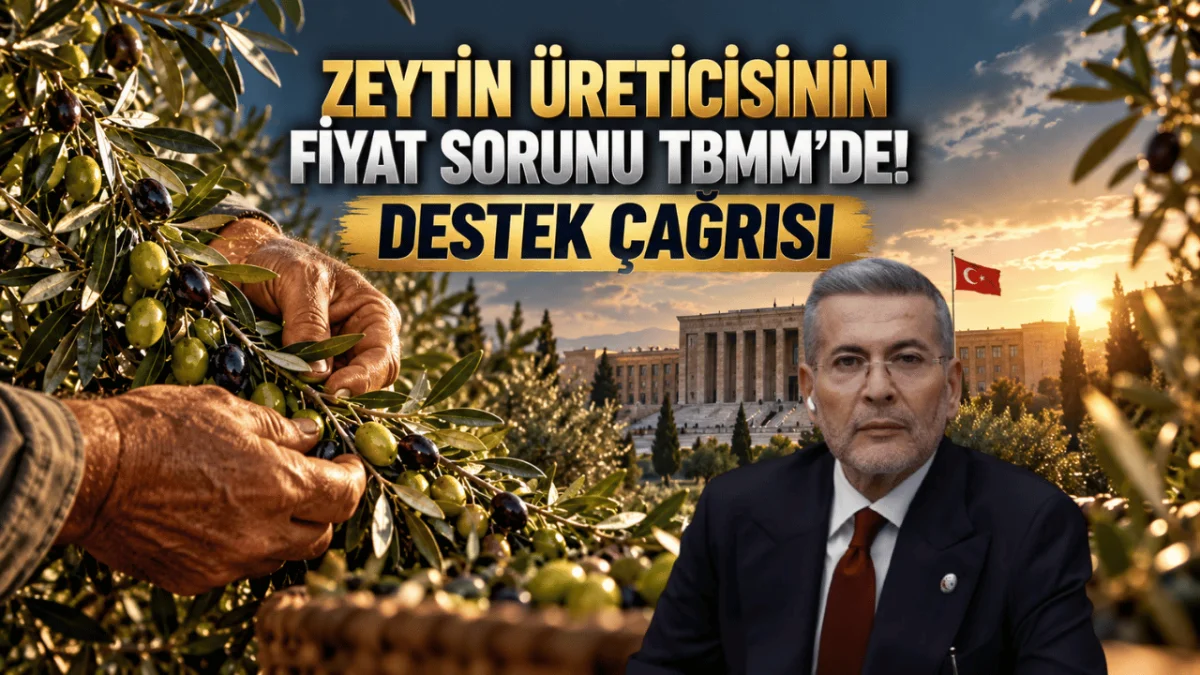 Mersin'de 250 Bin Ton Zeytin Üretiliyor! Fiyatlar Üreticiyi Zorluyor